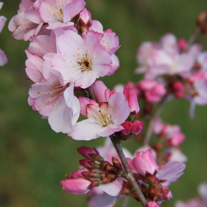 Prunus 'Tiltstone Hellfire' 1