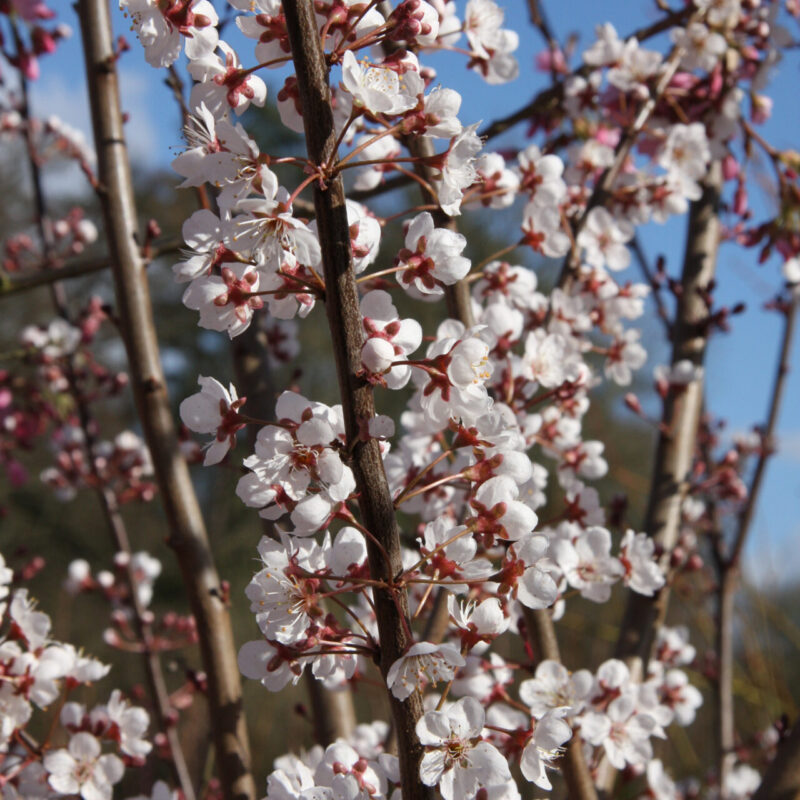 Prunus 'Trailblazer' 1