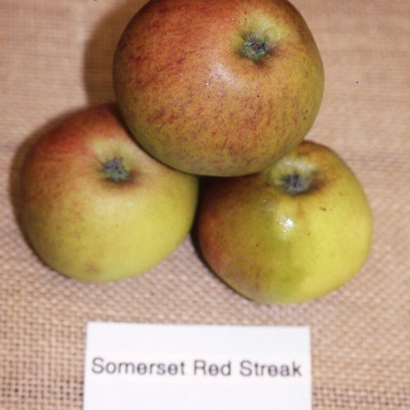 Somerset Redstreak 1