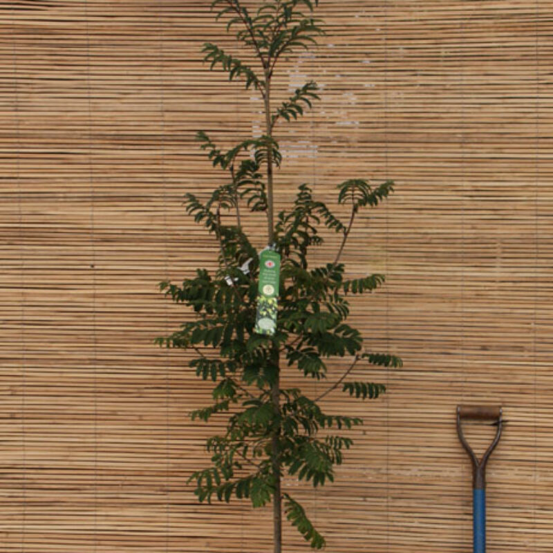 Sorbus aucuparia 'Fingerprint'®