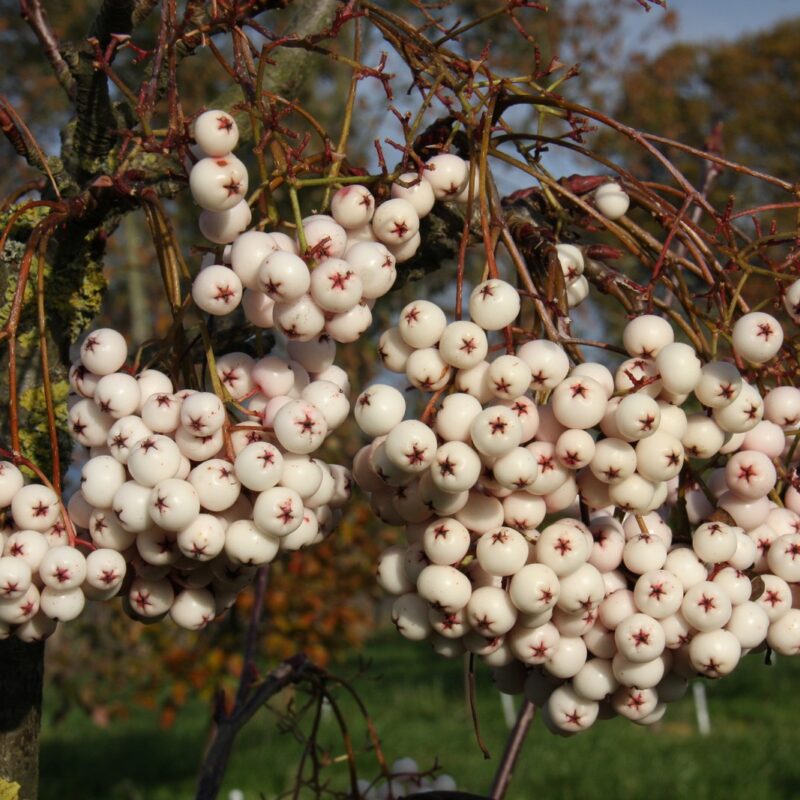 Sorbus cashmiriana 1