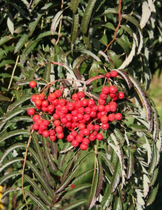 Sorbus 'Chinese Lace' 1