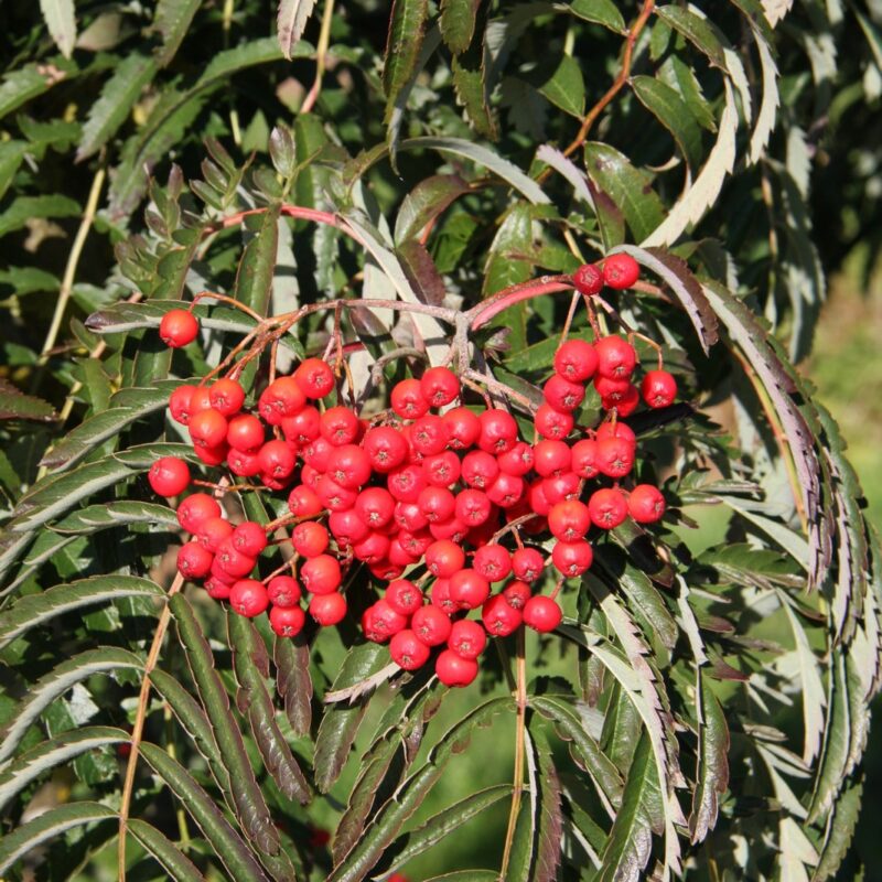 Sorbus 'Chinese Lace' 1