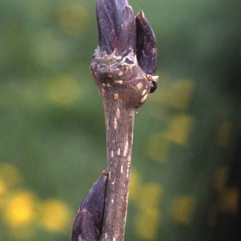Sorbus commixta 'Ravensbill' 2
