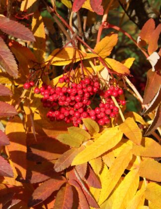 Sorbus 'Ghose' 1