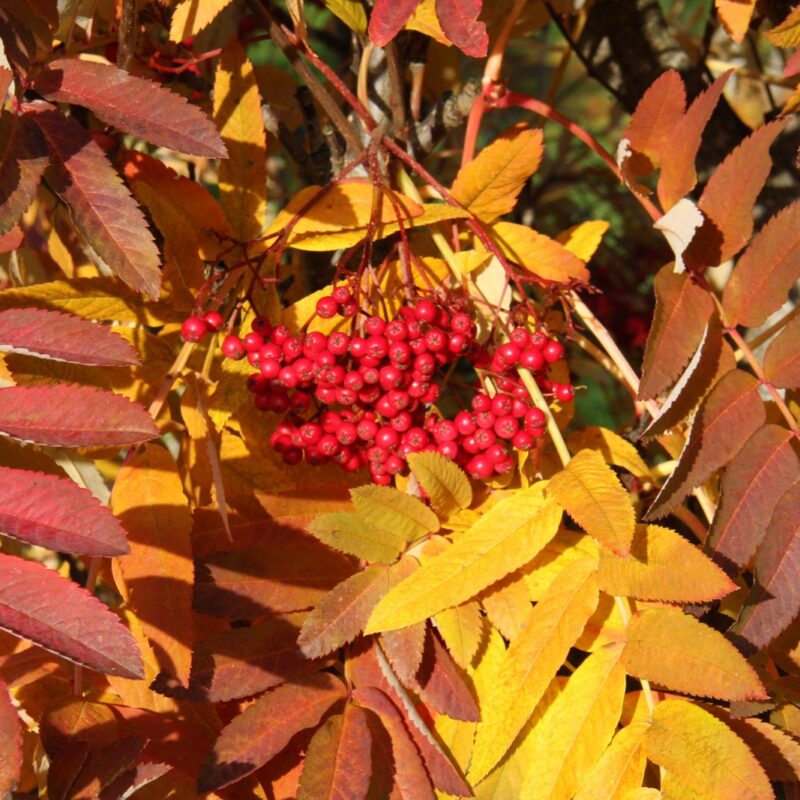 Sorbus 'Ghose' 1