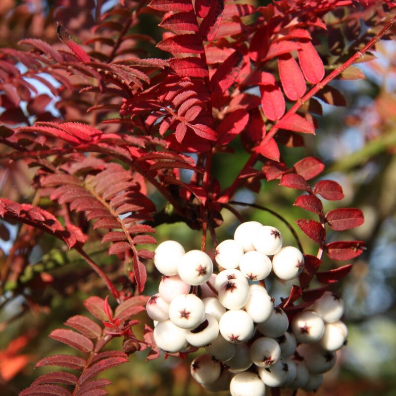 Sorbus 'Glendoick White Baby'™ 1