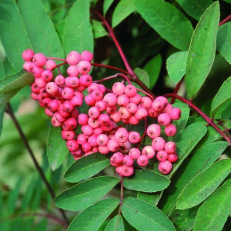 Sorbus 'Pink-Ness' 1