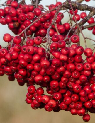 Sorbus 'Rose Queen' 2