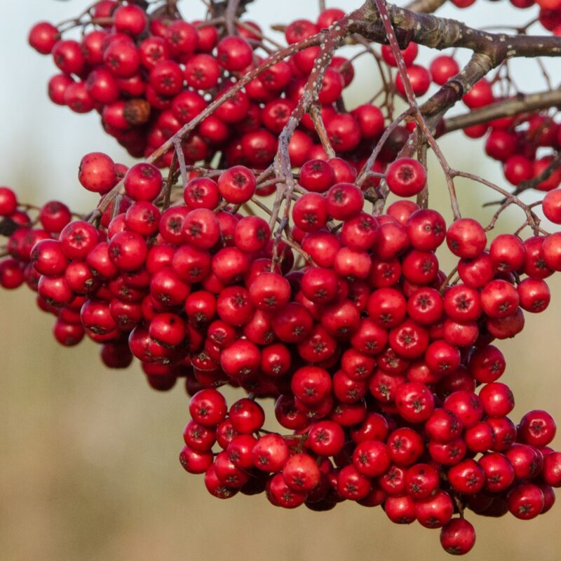 Sorbus 'Rose Queen' 2