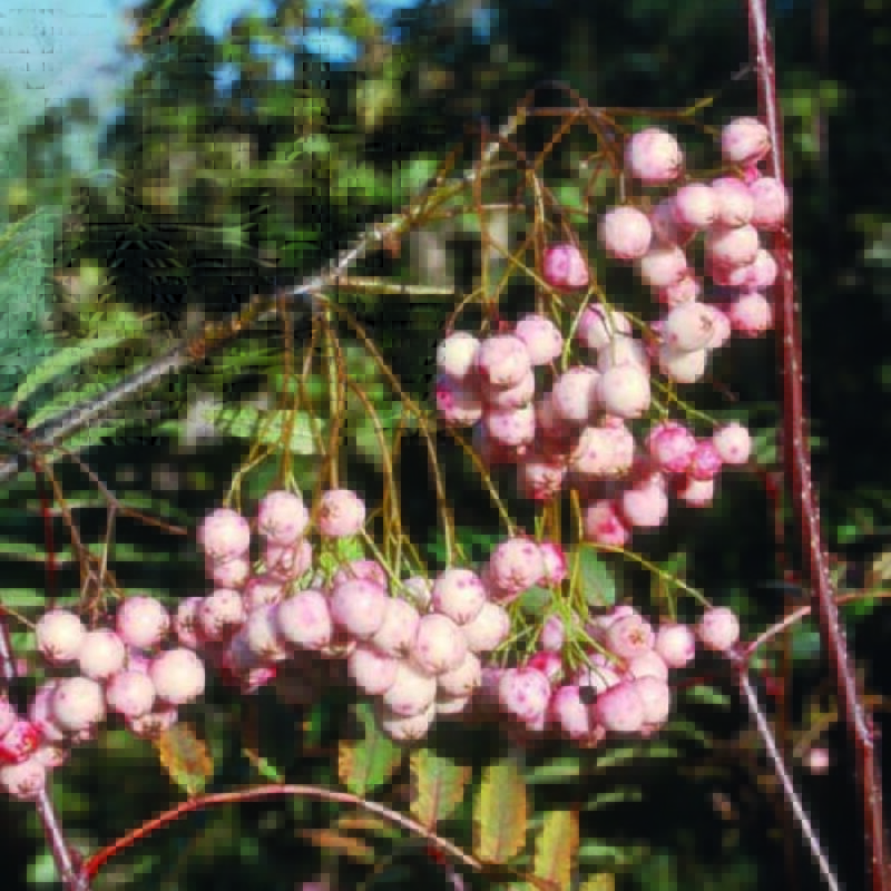 Sorbus rosea 'Rosiness' 1