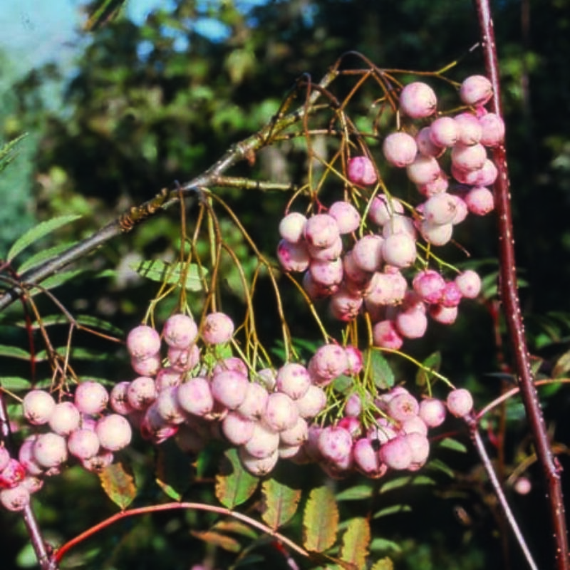 Sorbus rosea 'Rosiness' 1