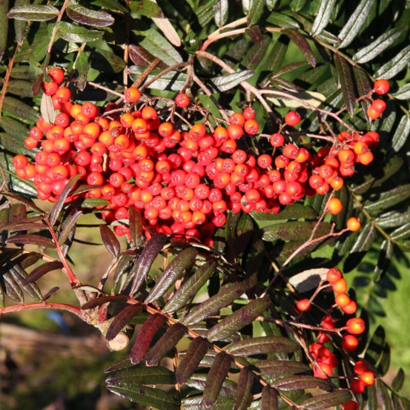 Sorbus scalaris 1