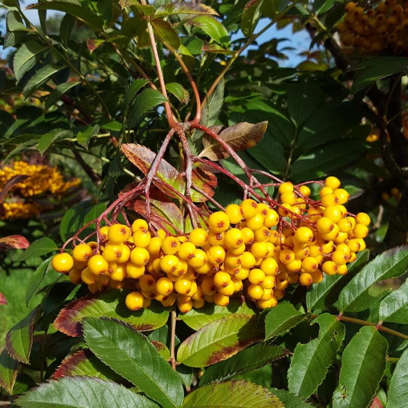 Sorbus 'Wisley Gold' 1