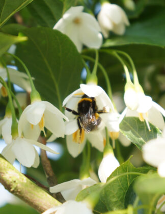 Styrax japonicus 'June Snow' 1