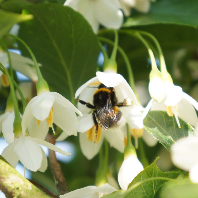 Styrax japonicus 'June Snow' 1