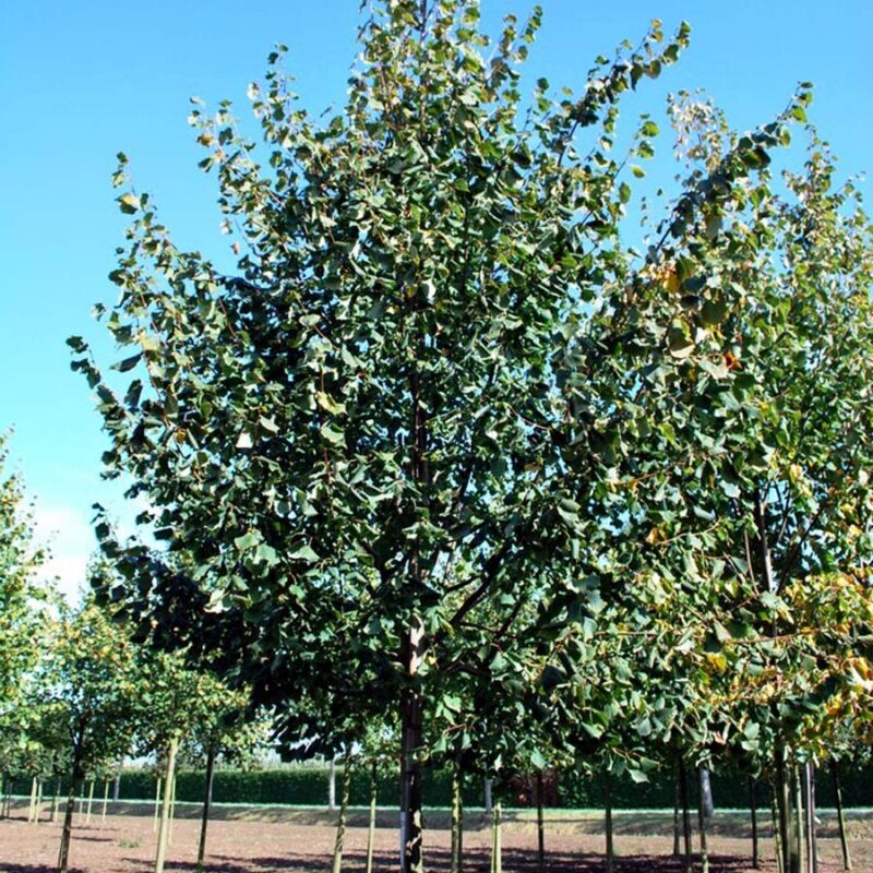 Tilia cordata 'Greenspire' 1