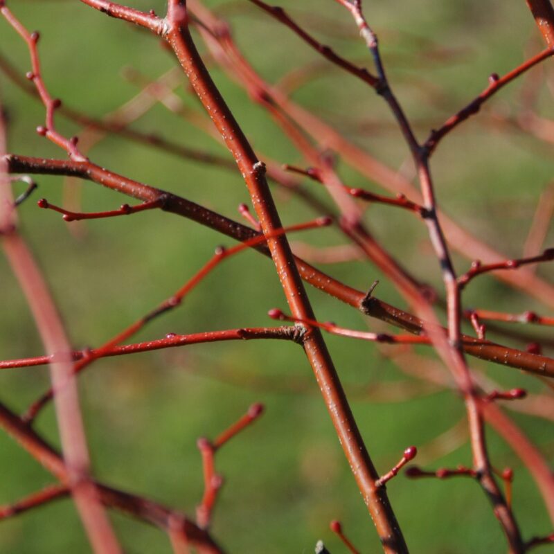 Tilia cordata 'Winter Orange' 2