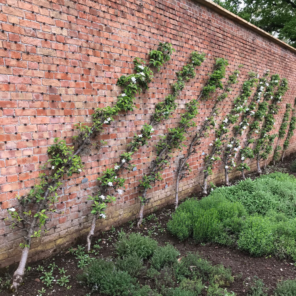 best fruit trees for an allotment