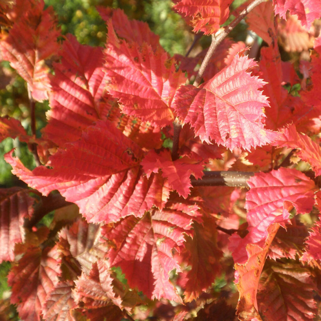 Carpinus betulus Rockhampton Red