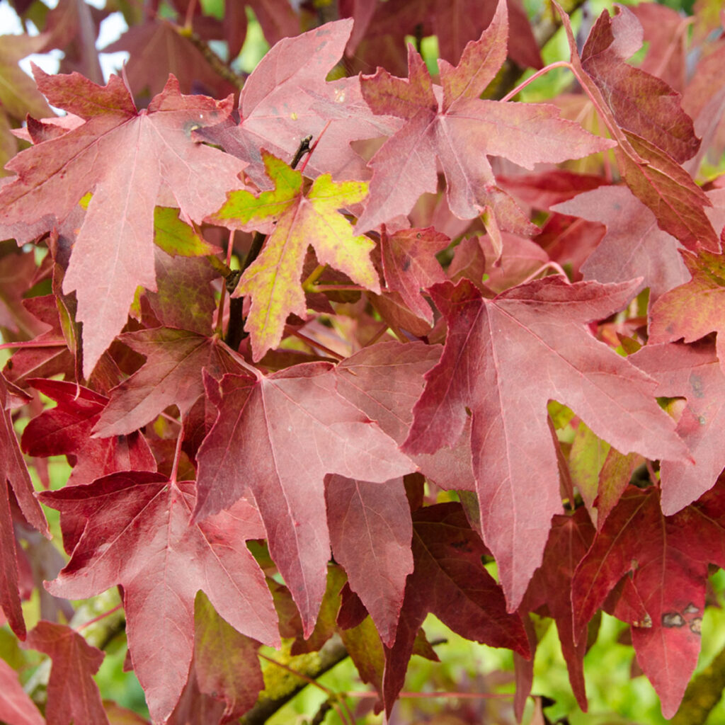 Best Trees For Autumn Colour