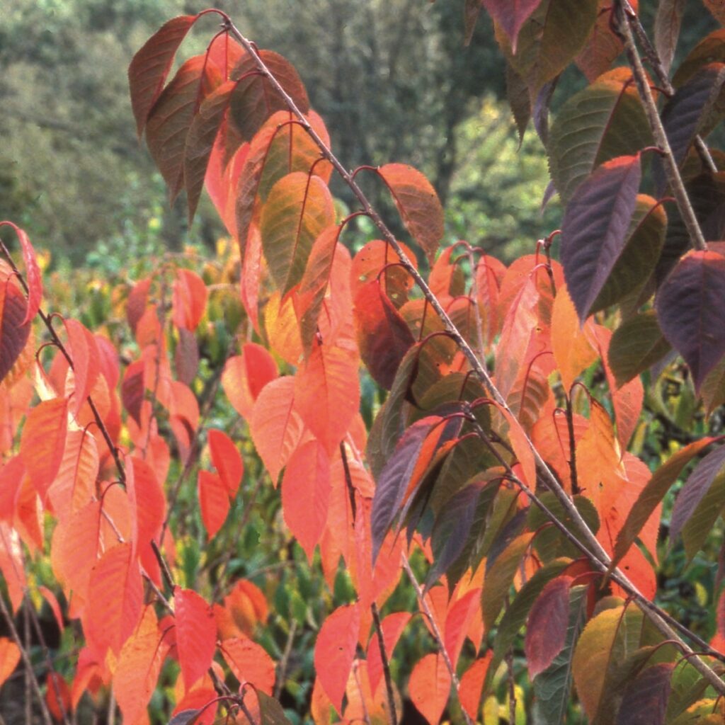 Best Trees For Autumn Colour