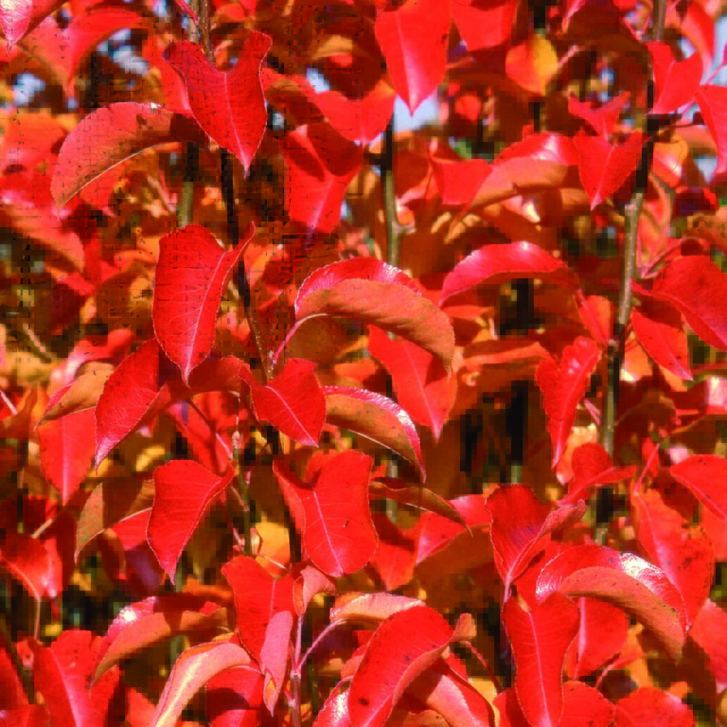 Trees for Autumn Colour Frank P Matthews Ornamental Trees