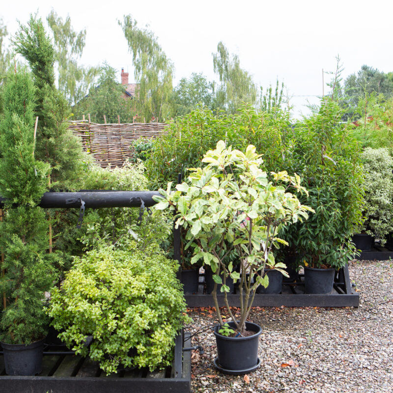 The UK's Widest Range of Fruit & Ornamental Trees Frank P Matthews