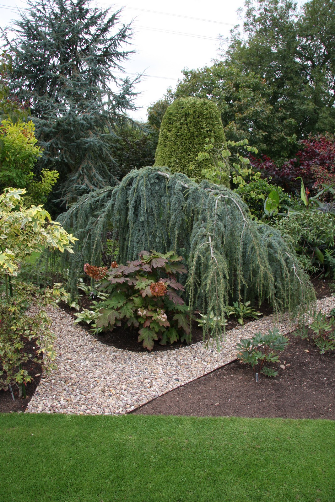 cedrus atlantica glauca pendula fish hook Weeping Blue Atlas Cedar Whether you grow Fishhooks Senecio indoors or out Cedrus atlantica 'Glauca Pendula' -