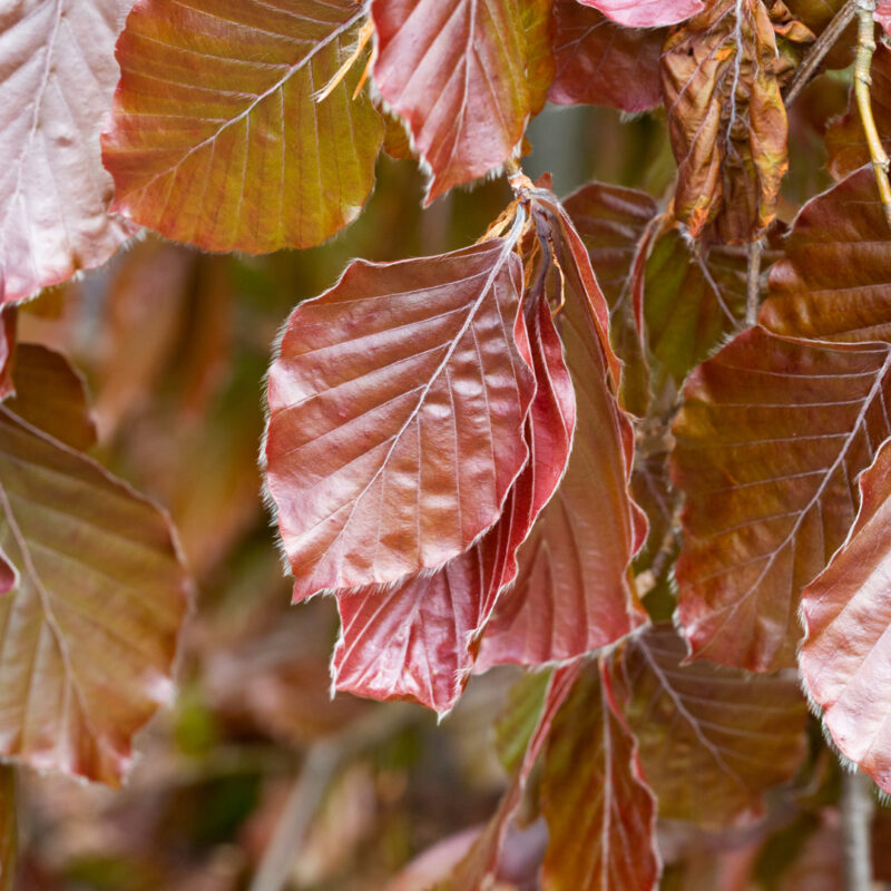 Fagus sylvatica 'Black Swan'