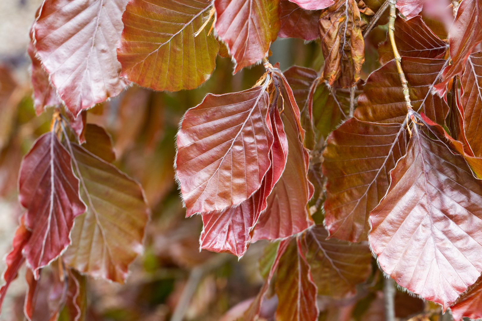 Fagus sylvatica var. heterophylla 'Asplenifolia' | Fern Leaf Beech | Frank  P Matthews