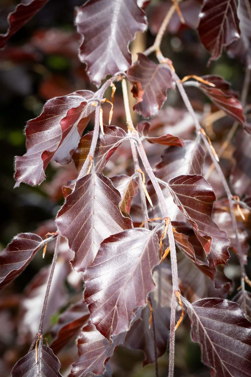 Buy Fagus Trees Online | Frank P Matthews