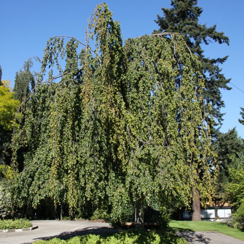 Fagus sylvatica 'Pendula'