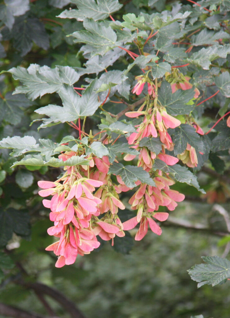 Trees for Attracting Wildlife