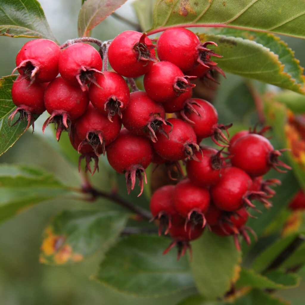 Crataegus Jubilee