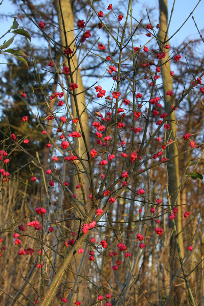 Trees for Attracting Wildlife