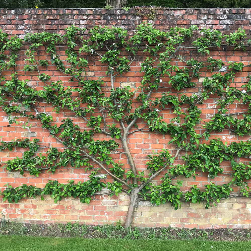 Fan Trained Fruit Trees Frank P Matthews what-does-a-baby-apple-tree-look-like-infoupdate