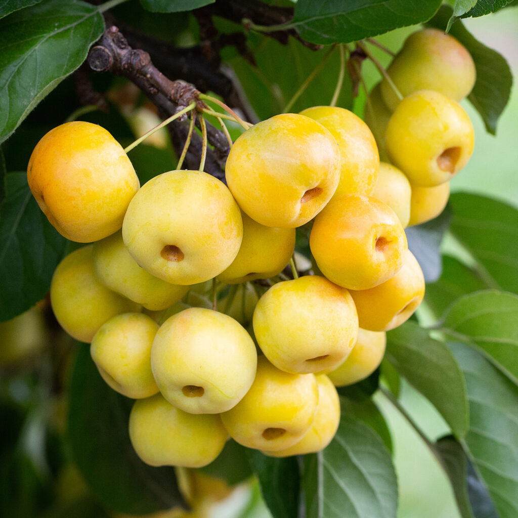 Malus Butterball Crab Apple