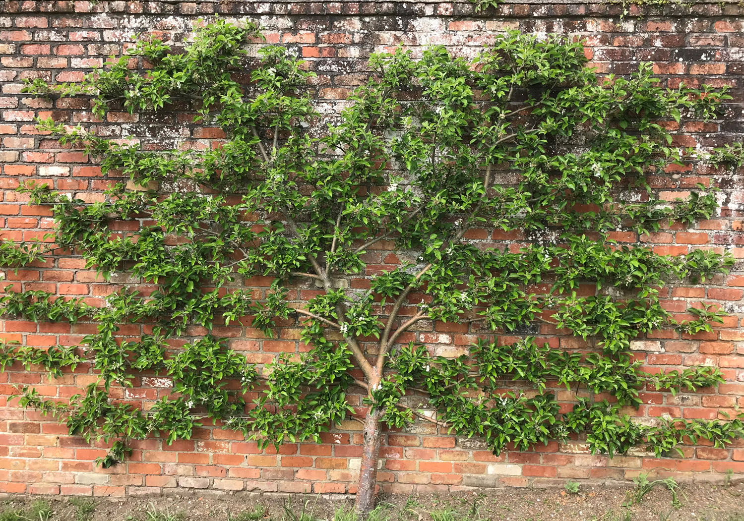 Fan Trained Fruit Trees Frank P Matthews