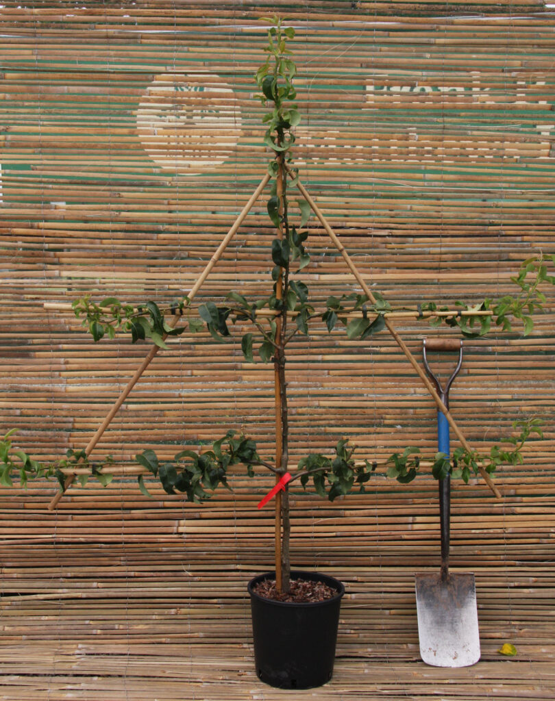 Espalier Fruit Trees | Frank P Matthews | Trained Trees