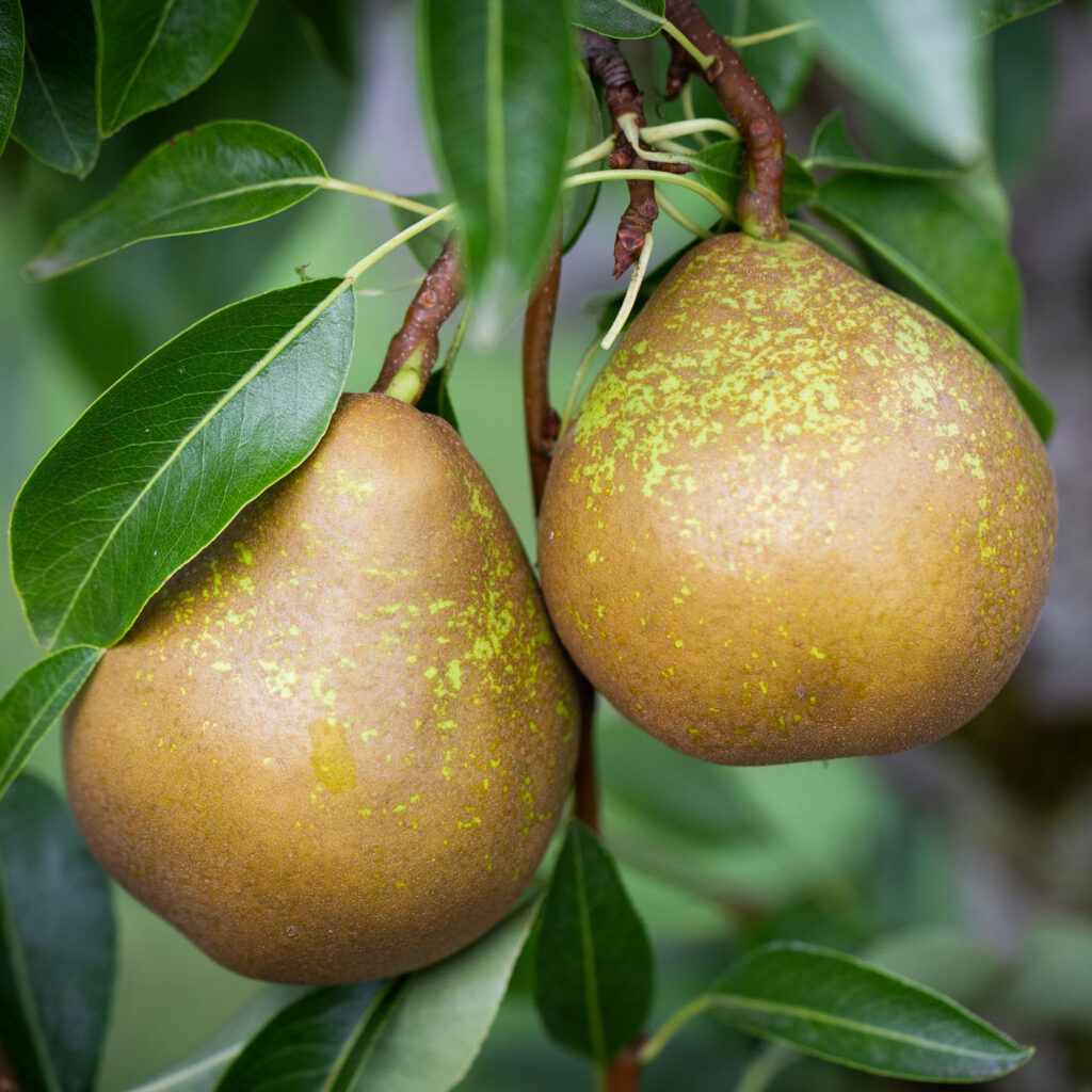 Pear Winter Nelis