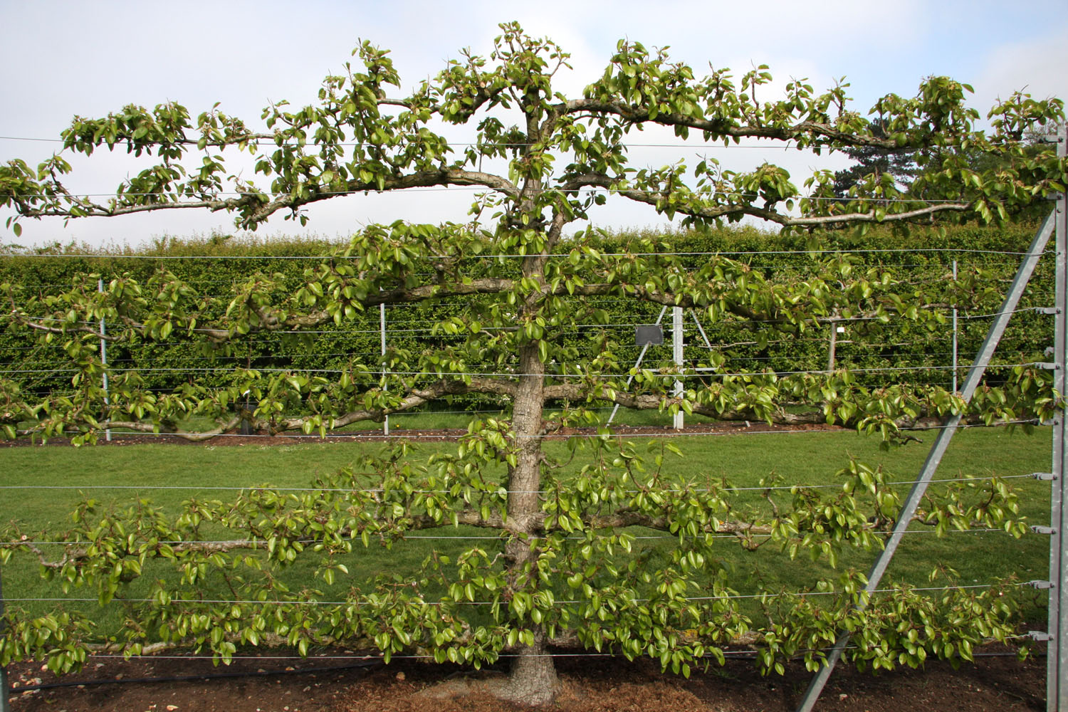 Espalier fruit trees frank p matthews trained trees