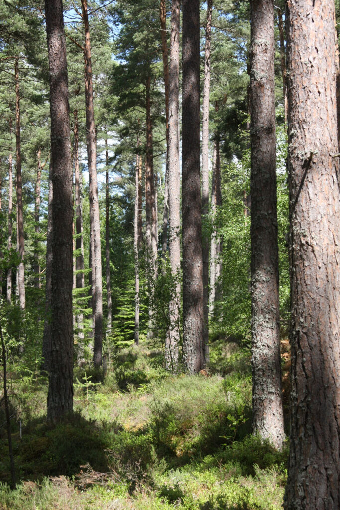 Trees for Attracting Wildlife