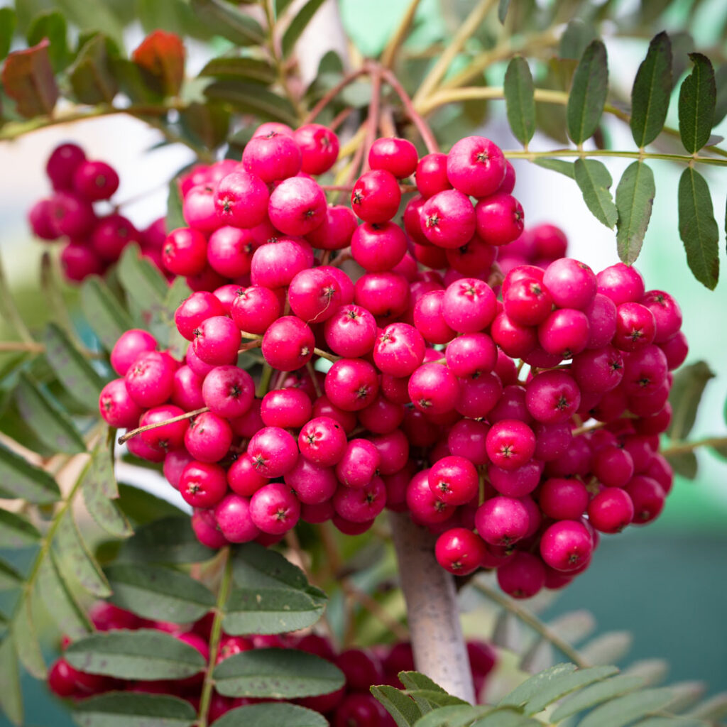 Sorbus Pink Charm