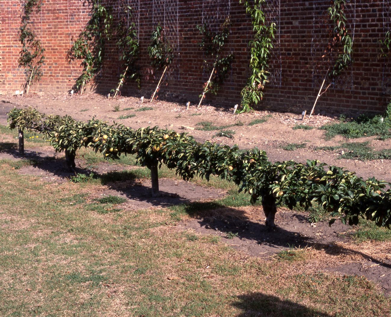 Stepover Fruit Trees Frank P Matthews