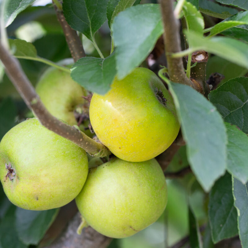 Court of Wick Frank P Matthews