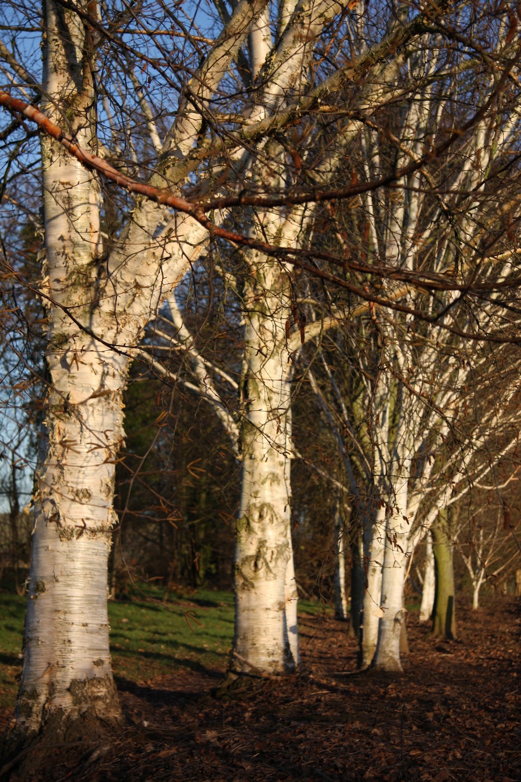 Betula papyrifera Frank P Matthews