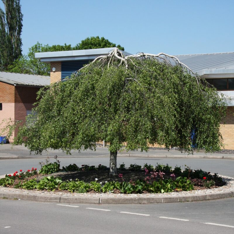 Betula pendula 'Youngii'