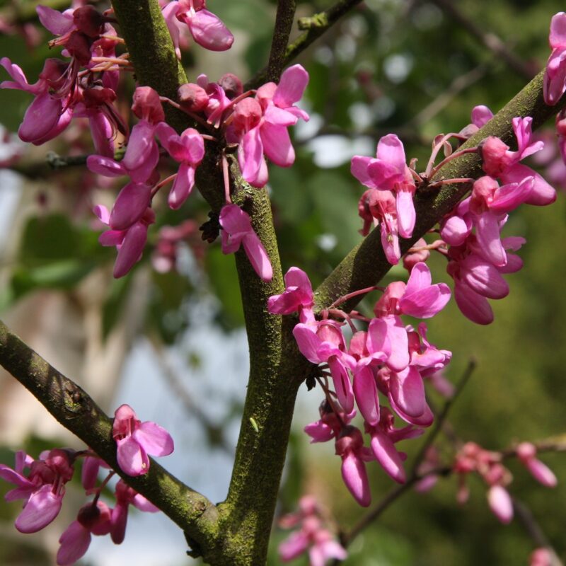 Cercis siliquastrum