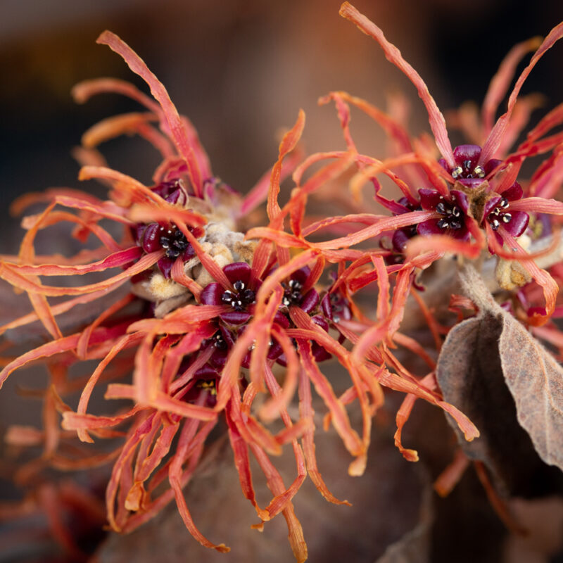 Hamamelis 'Jelena'